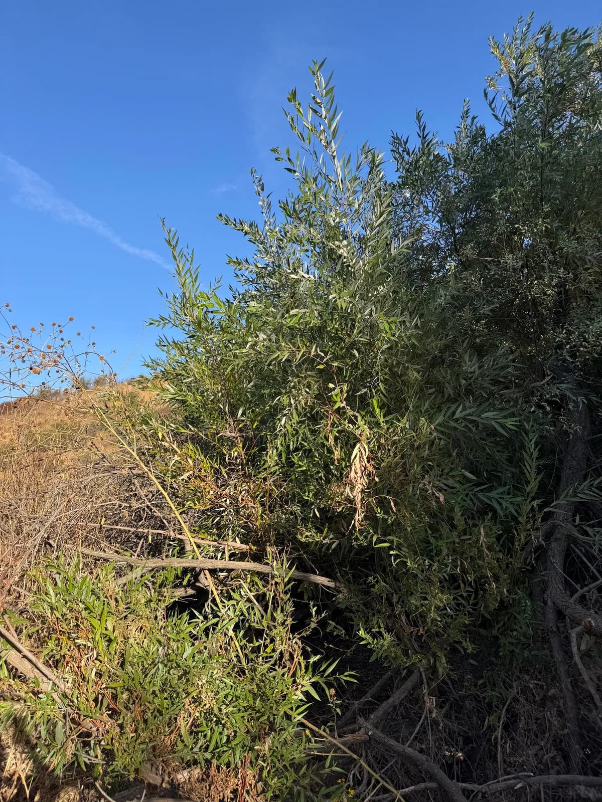 Red Willow (Salix laevigata)