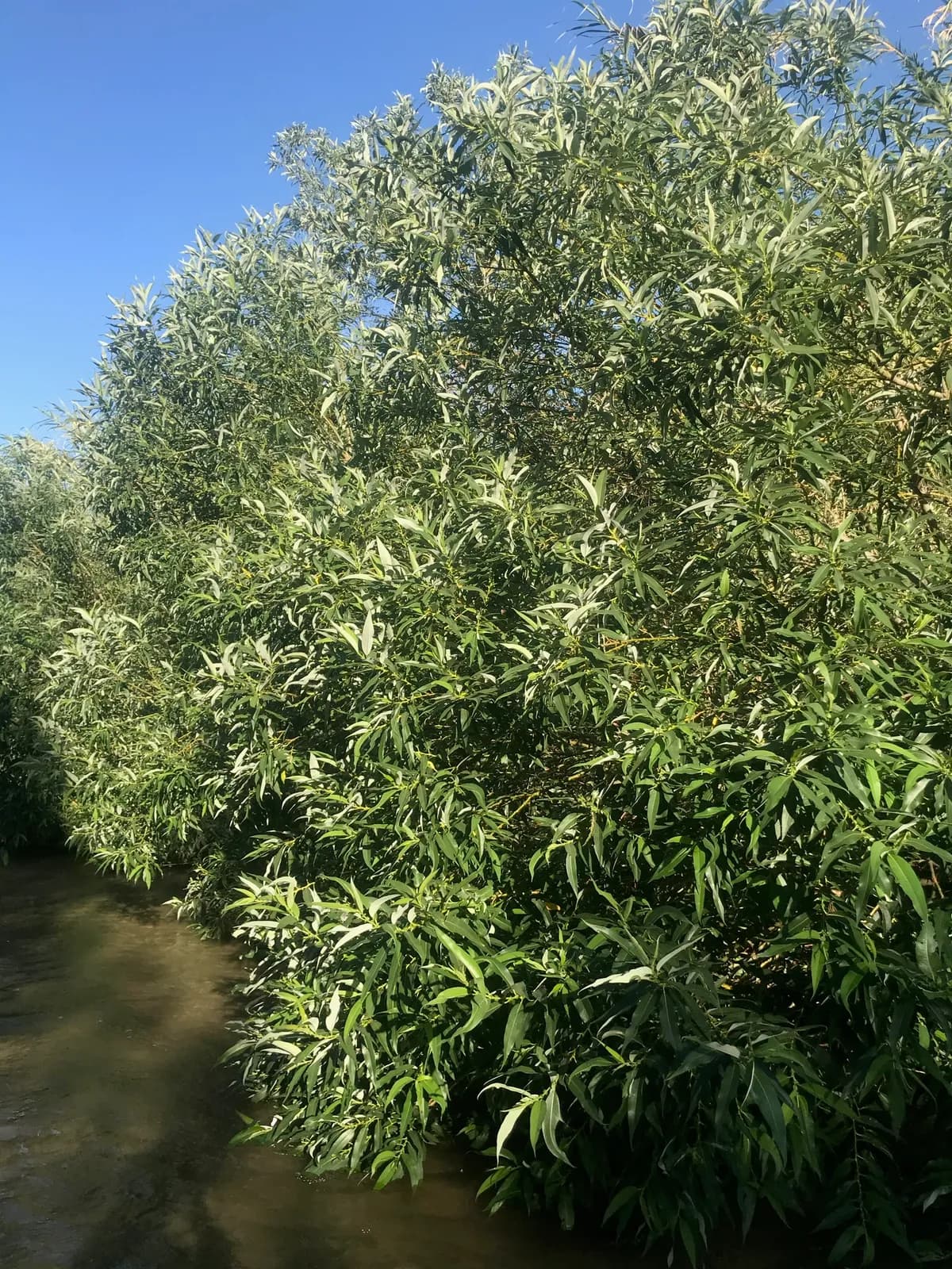 Pacific willow (Salix lasiandra)