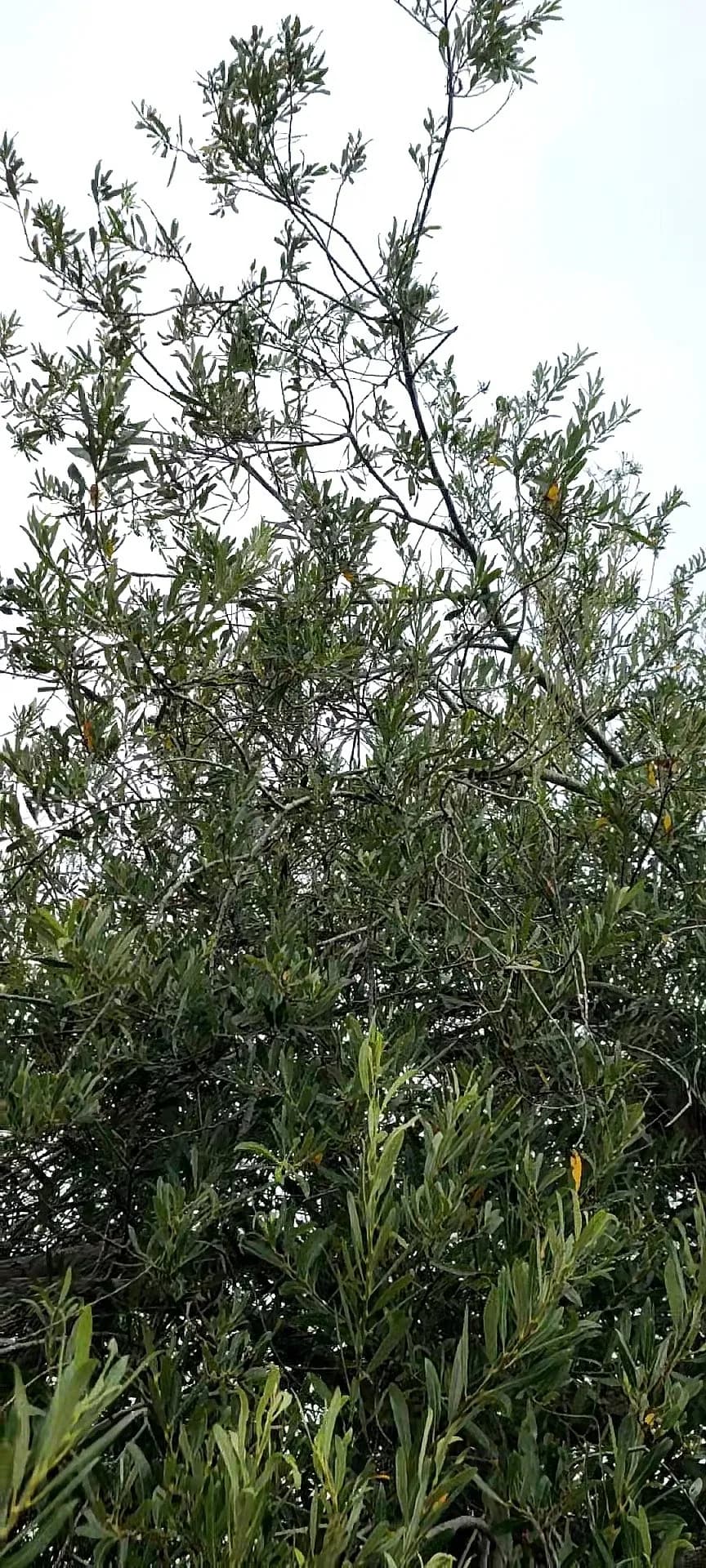 Arroyo Willow (Salix lasiolepis)