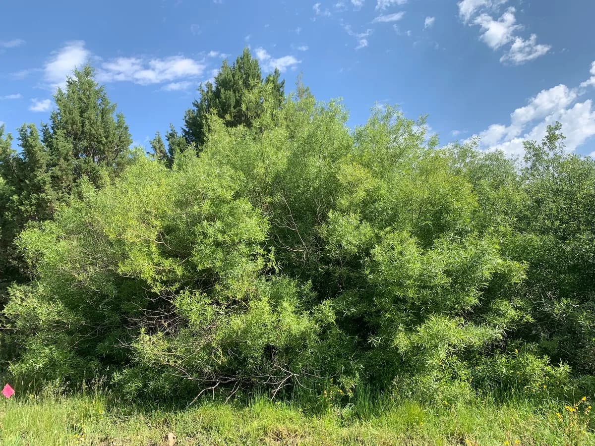 Lemmon's Willow (Salix lemmonii)