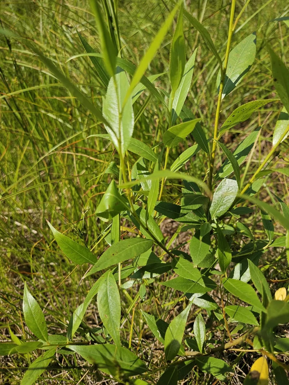 Shining Willow (Salix lucida)