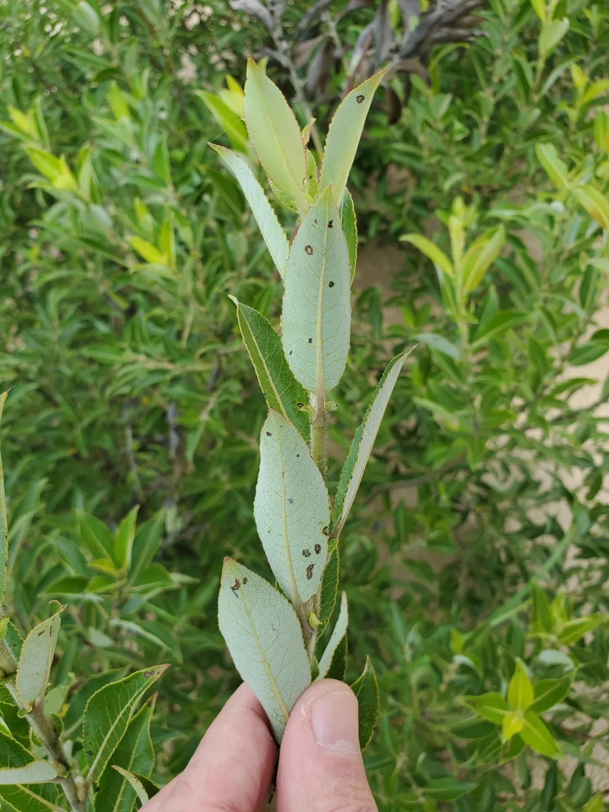Blueleaf Willow (Salix myricoides)