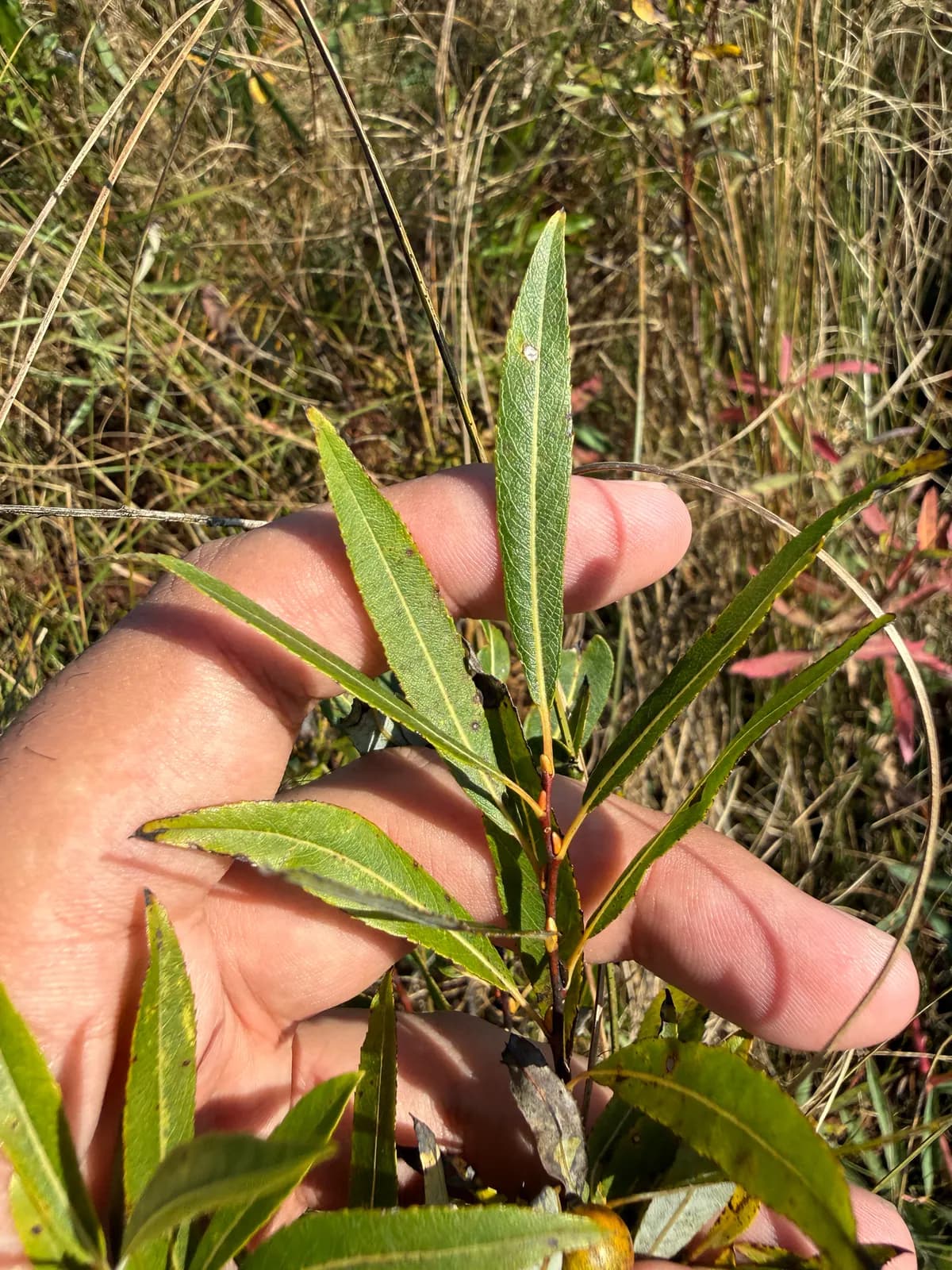 Meadow Willow (Salix petiolaris)