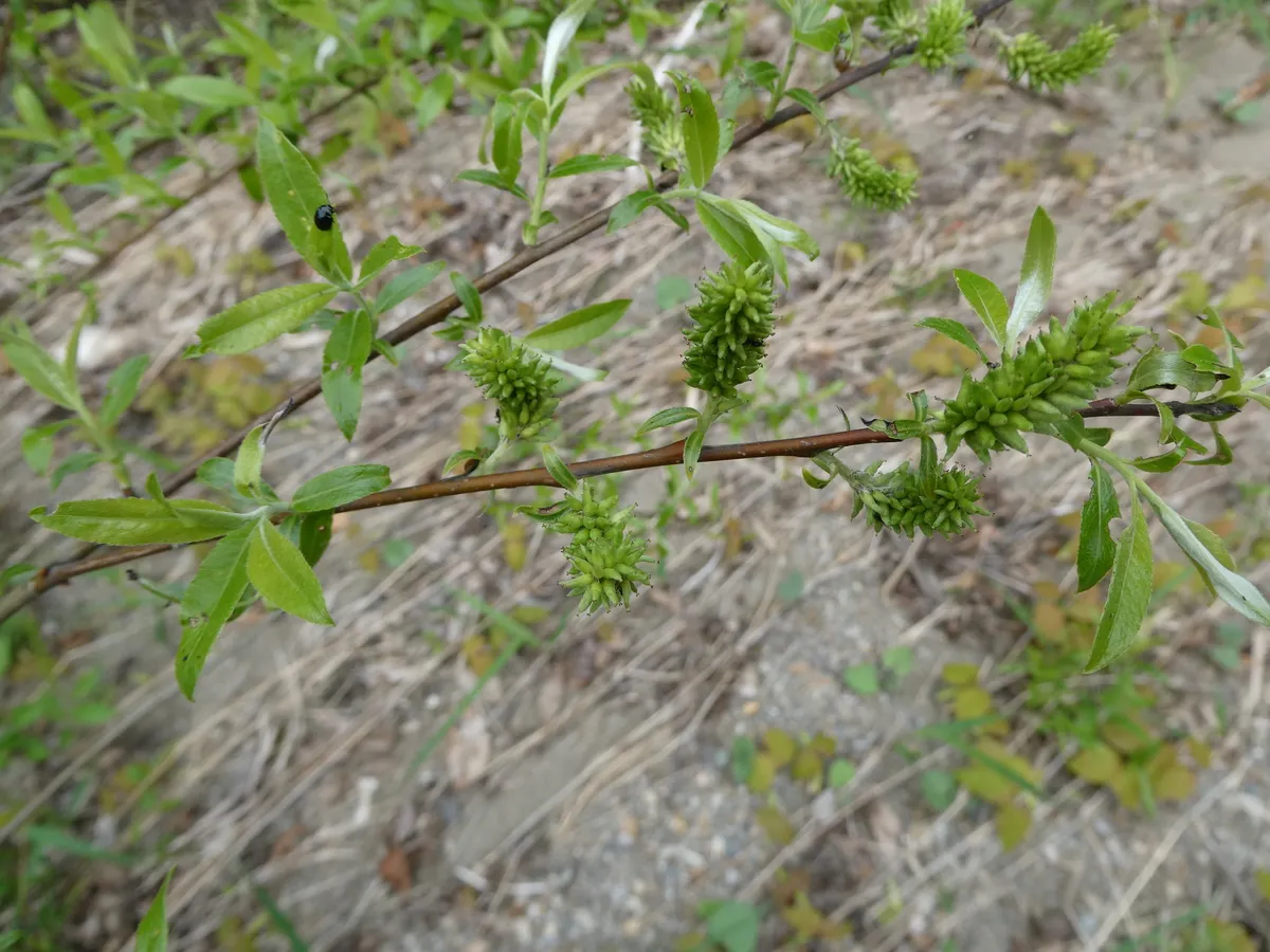 Silky Willow (Salix sericea)