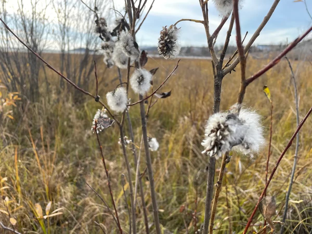 Autumn Willow (Salix serissima)