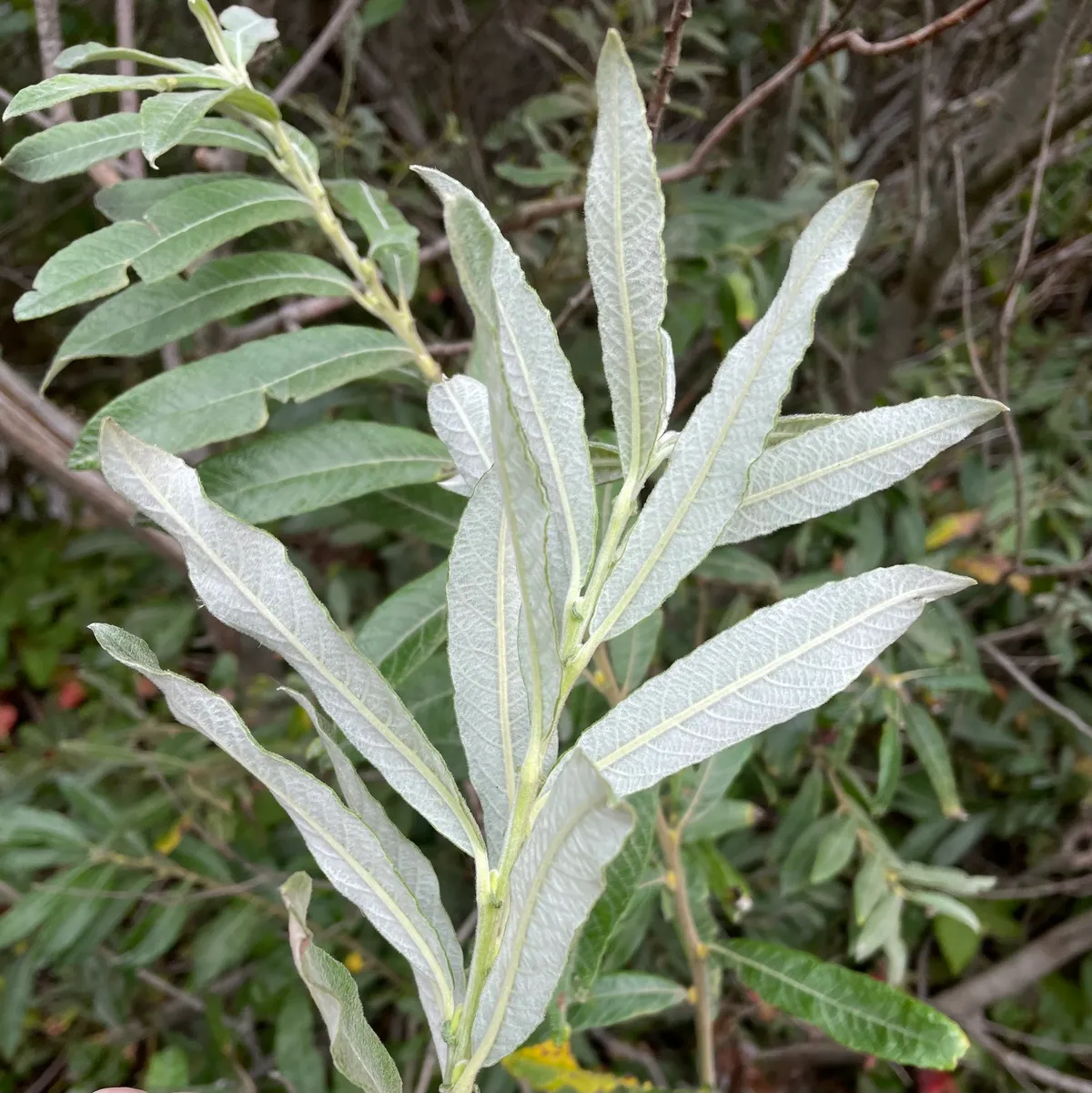 Sitka willow (Salix sitchensis)