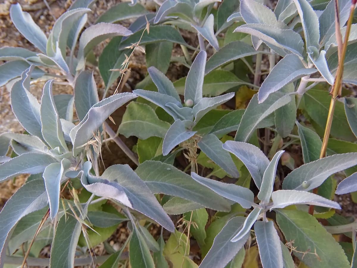 White Sage (Salvia apiana)