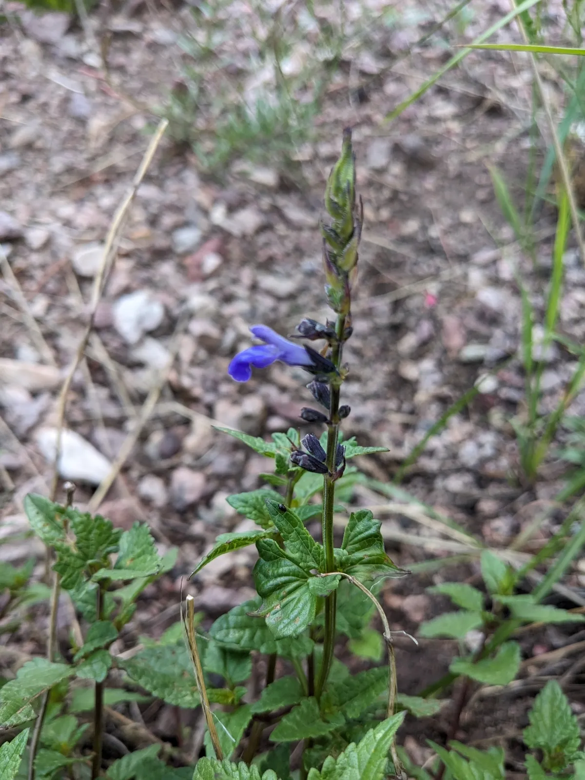 Desert indigo sage (Salvia arizonica)