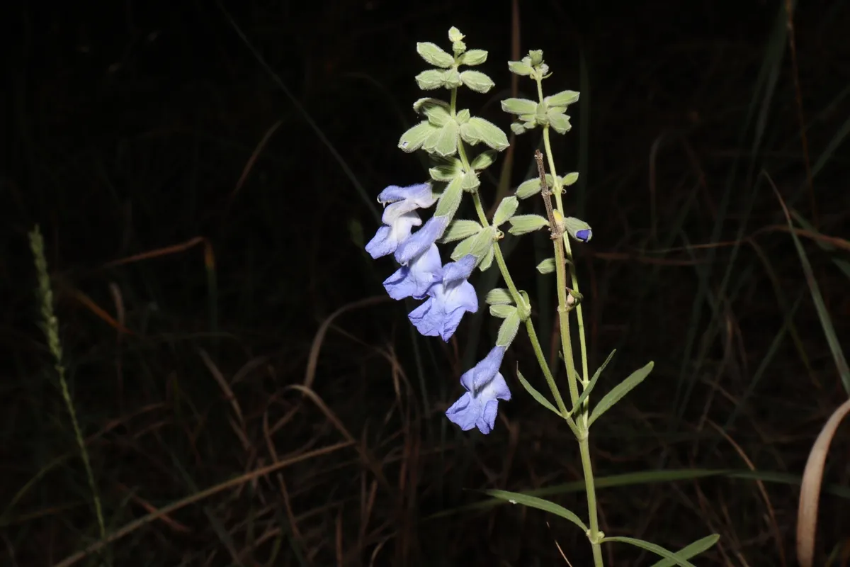 Azure Blue Sage (Salvia azurea)