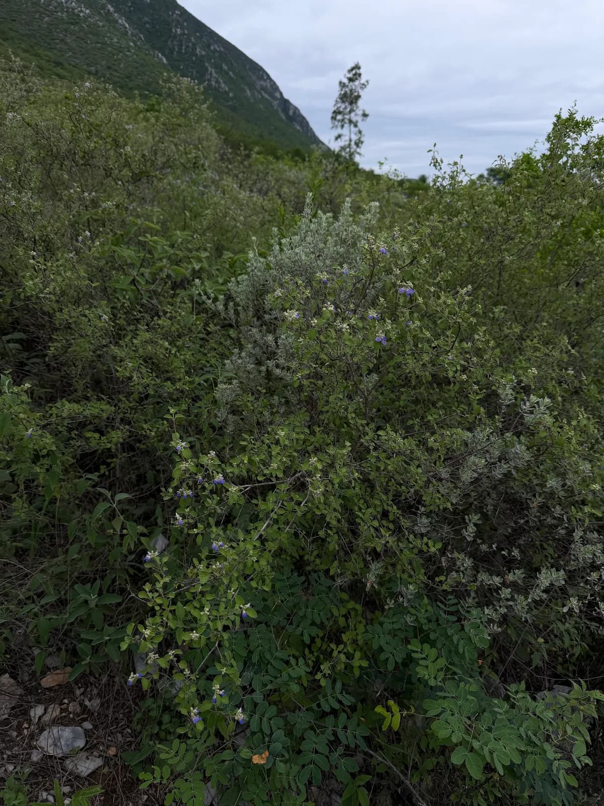 Shrubby Blue Sage (Salvia ballotiflora)