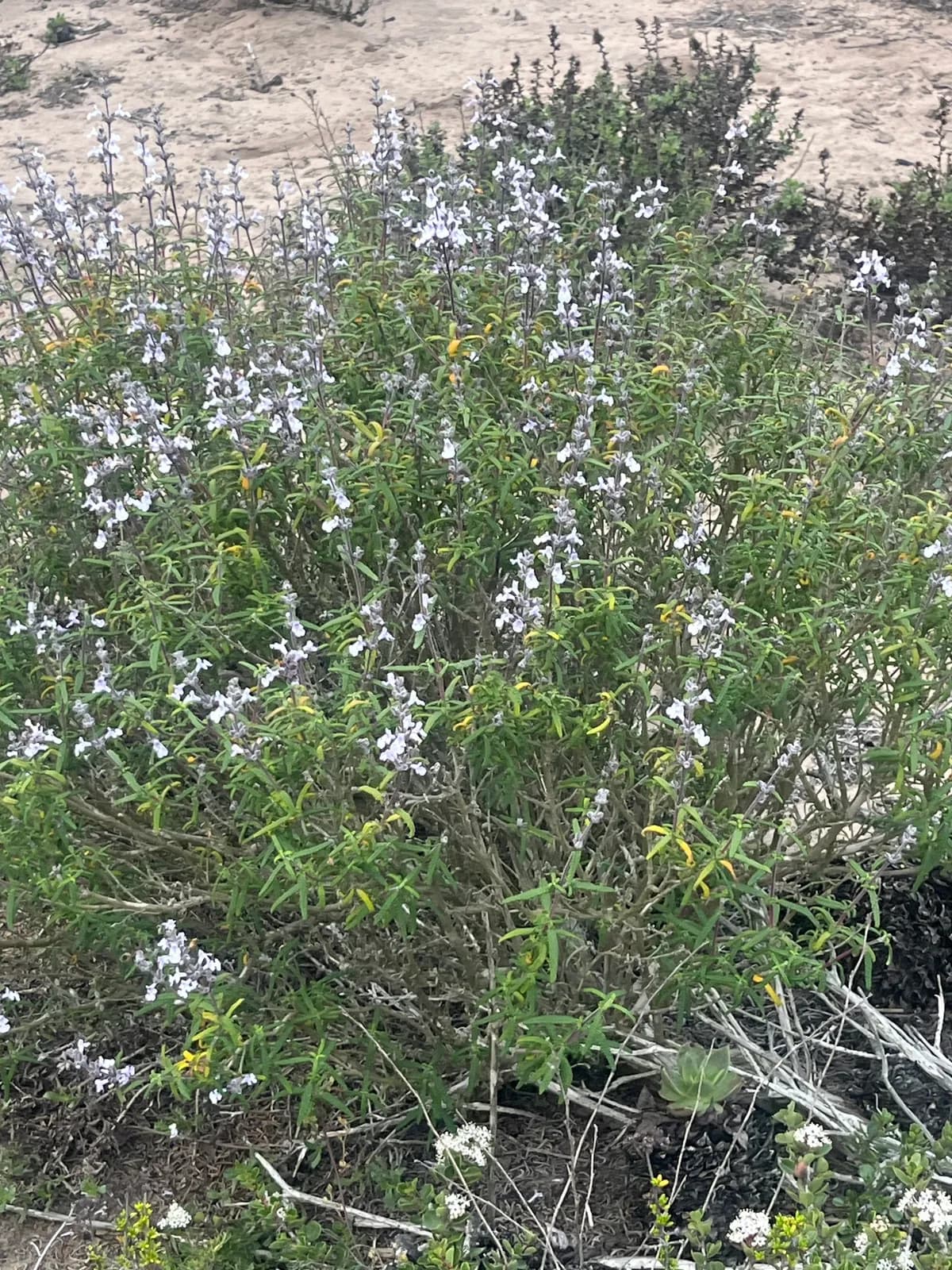 Santa Rosa Island sage (Salvia brandegeei)