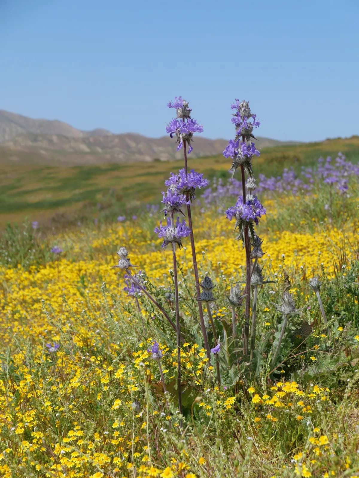 Thistle sage (Salvia carduacea)