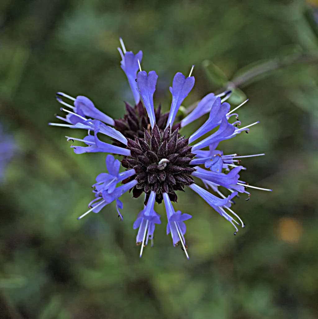 Fragrant Sage (Salvia clevelandii)