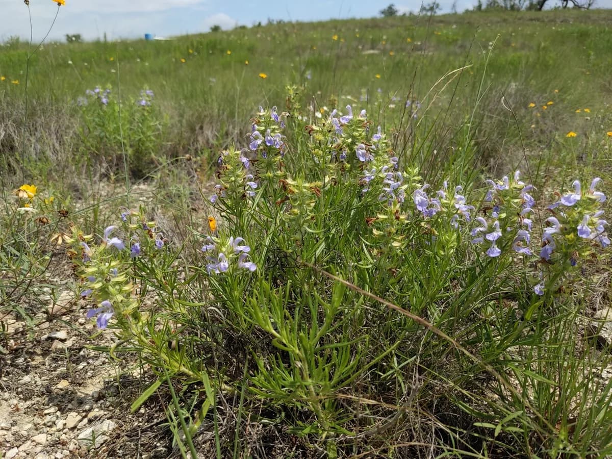 Engelmann's sage (Salvia engelmannii)