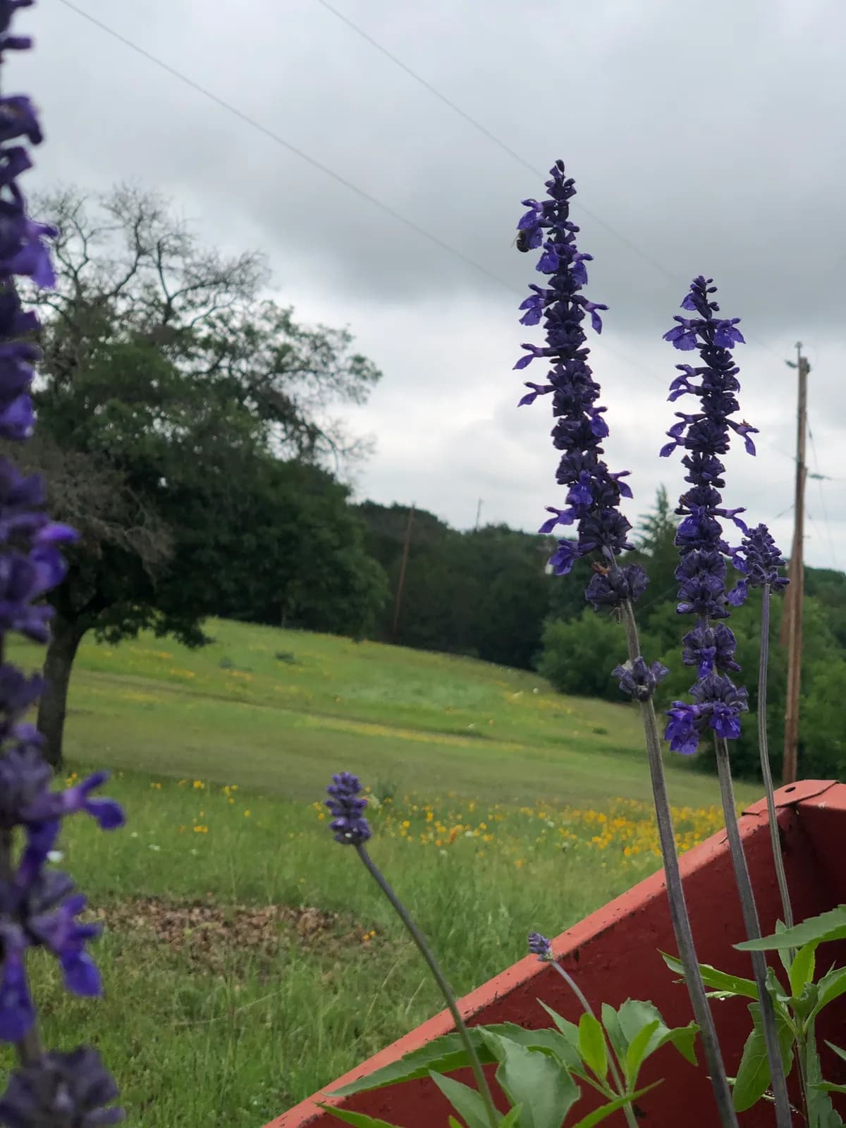 Mealy Blue Sage (Salvia farinacea)