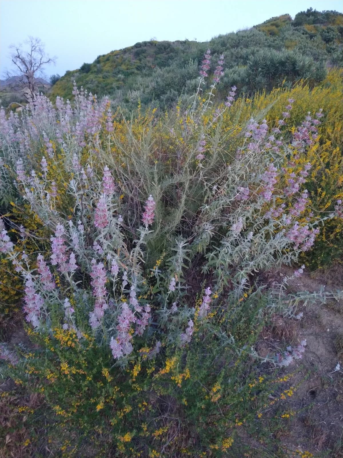 Purple Sage (Salvia leucophylla)