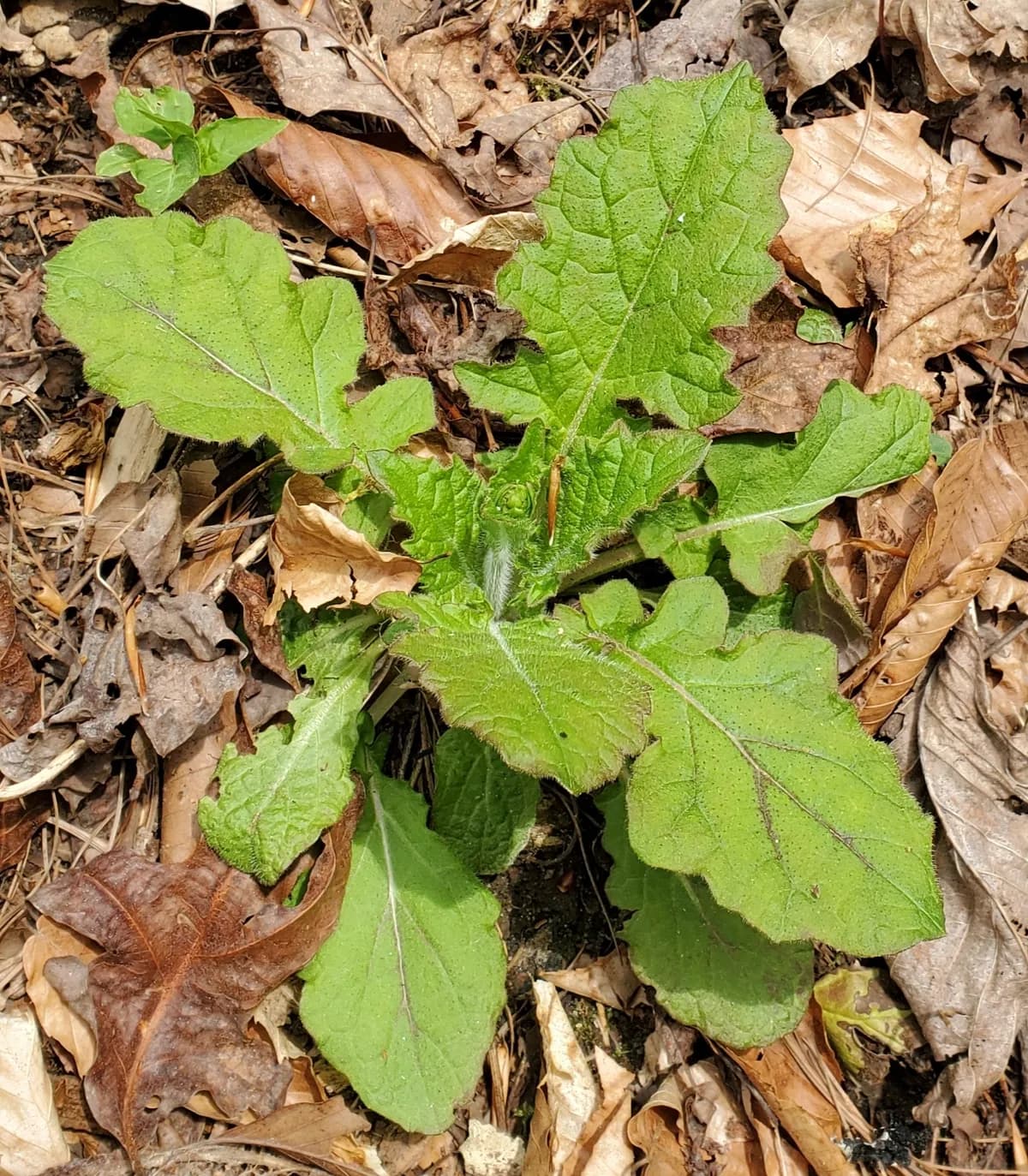 Lyre-leaf Sage (Salvia lyrata)