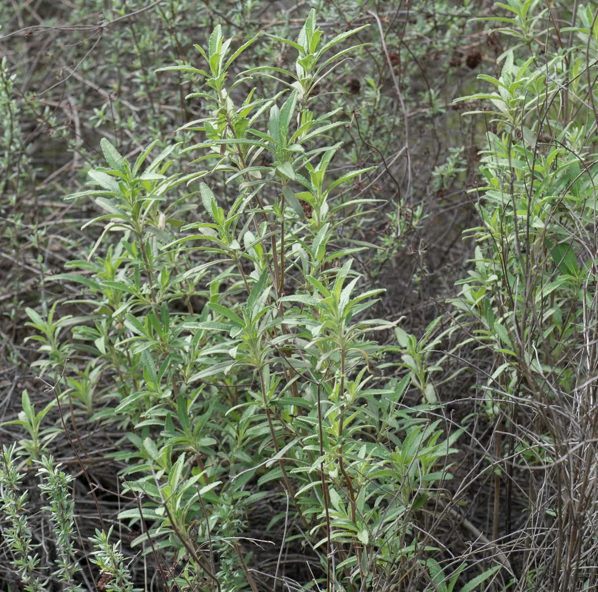 Black Sage (Salvia mellifera)