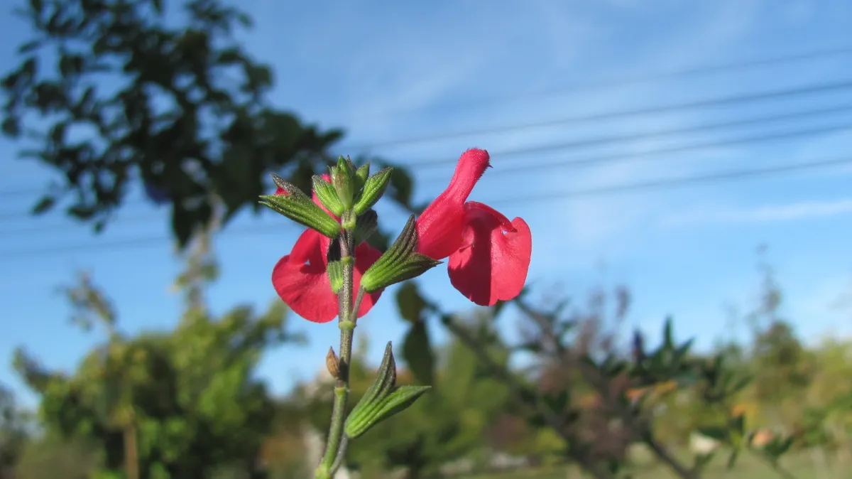 Baby sage (Salvia microphylla)