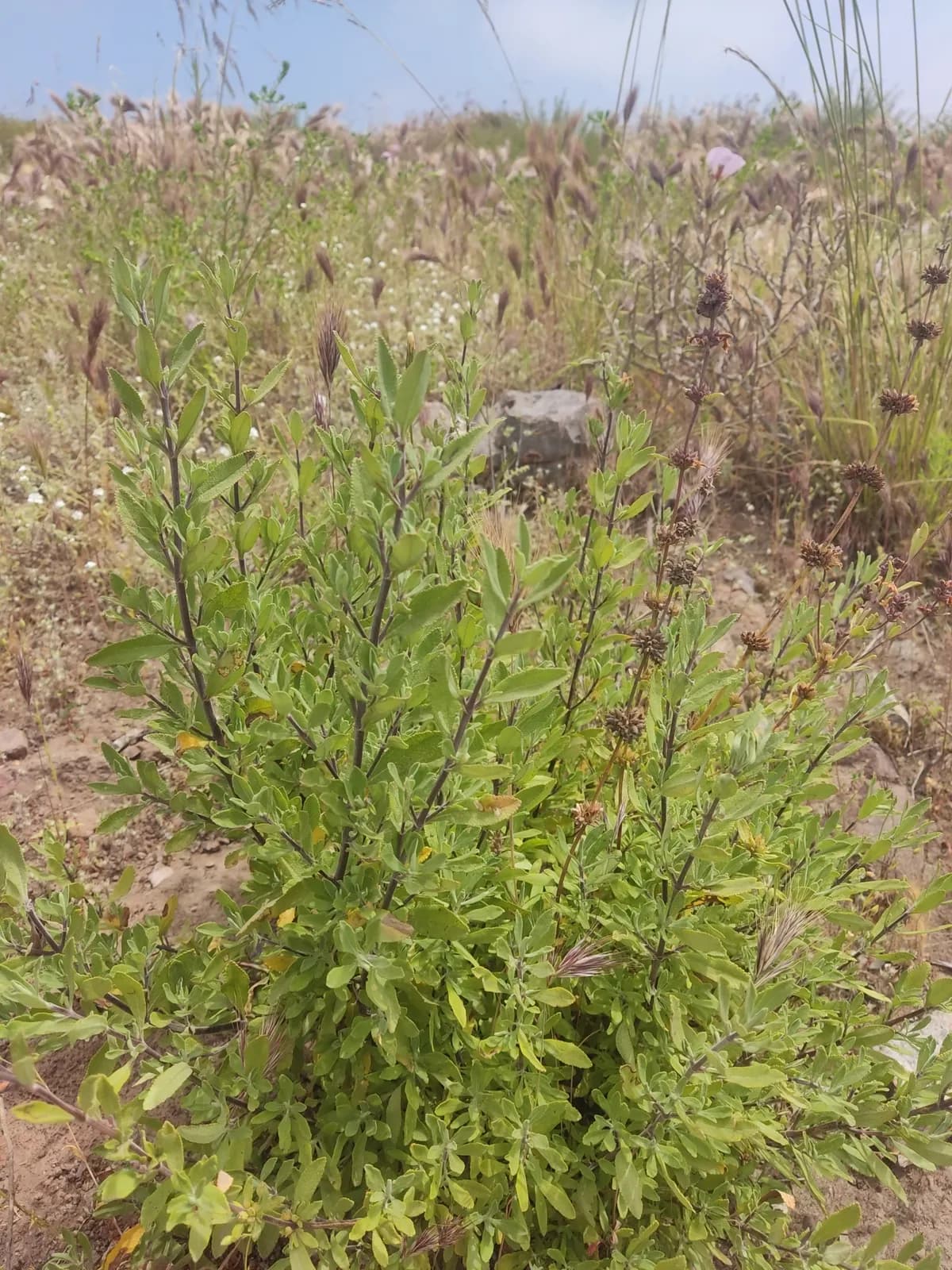 Munz's sage (Salvia munzii)