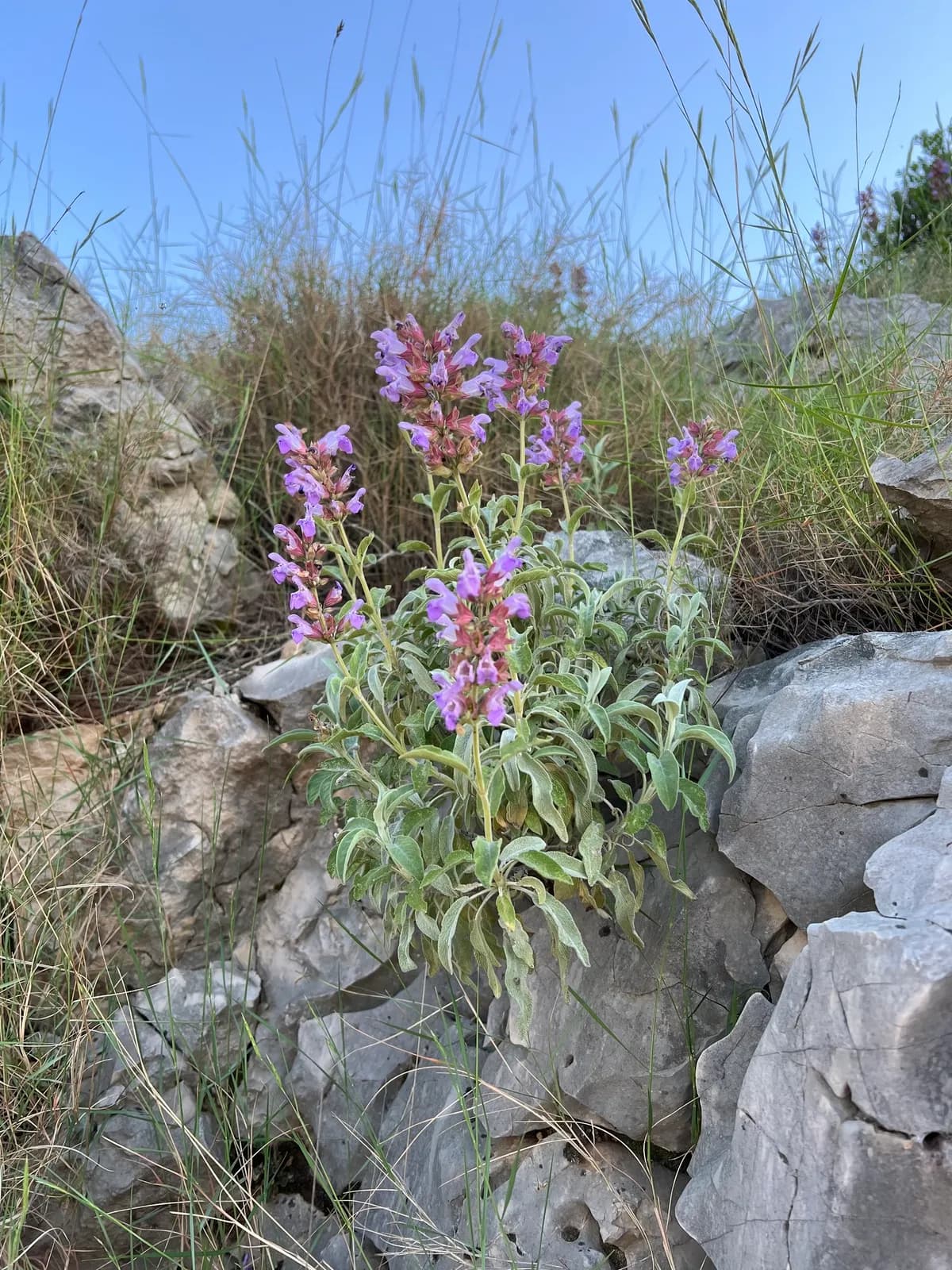 Culinary Sage (Salvia officinalis)