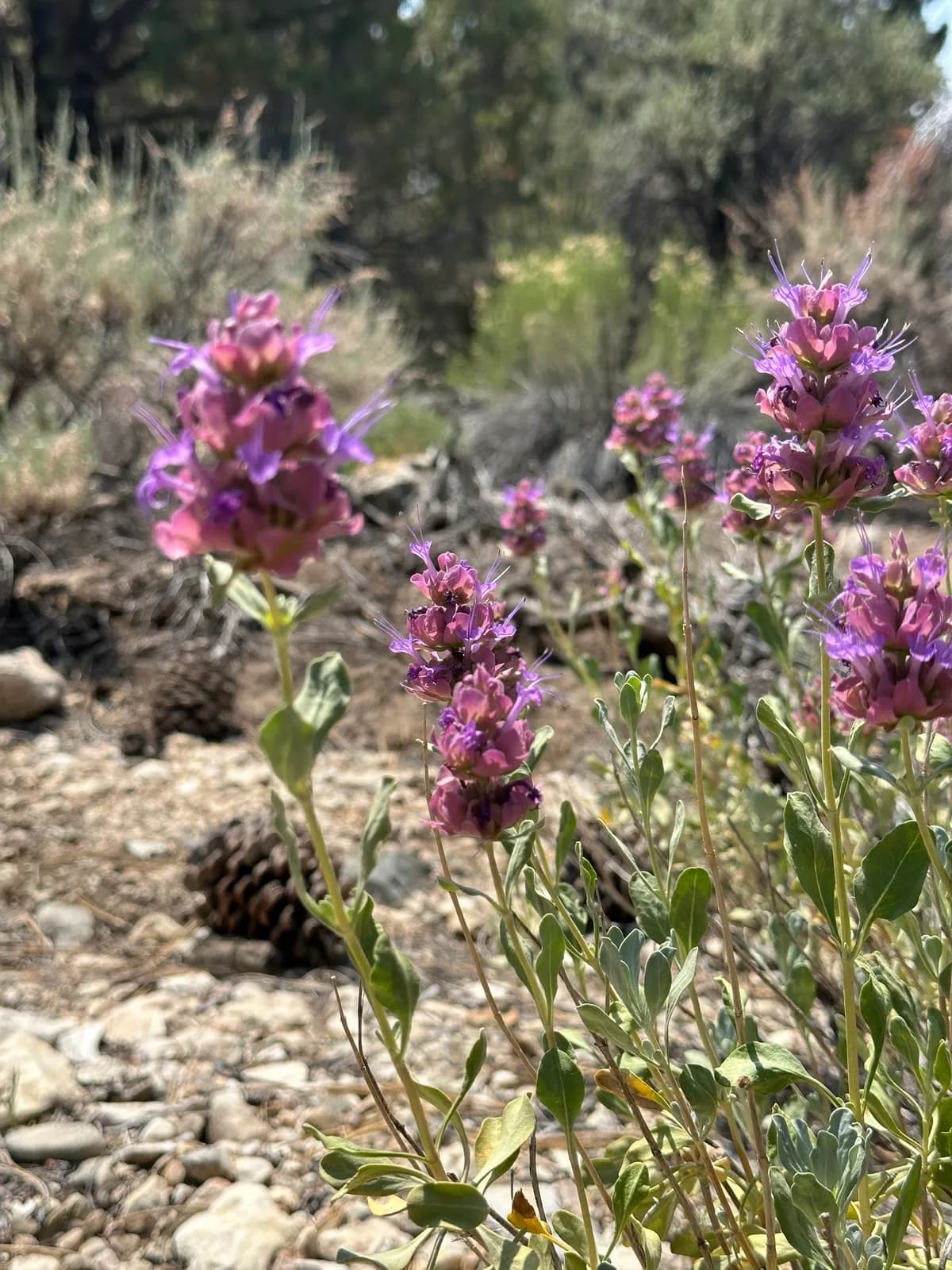 Blue sage (Salvia pachyphylla)