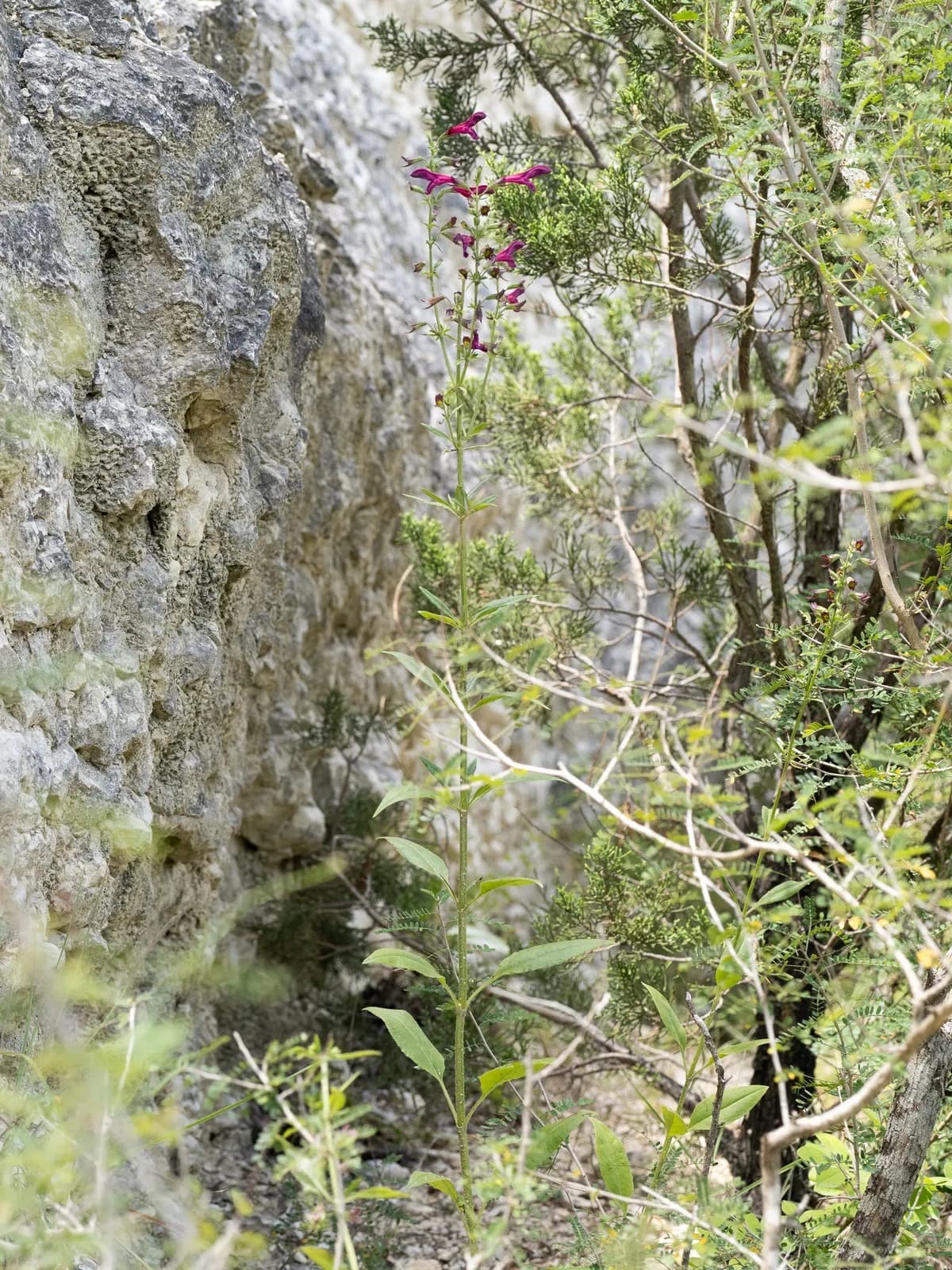 Big red sage (Salvia pentstemonoides)
