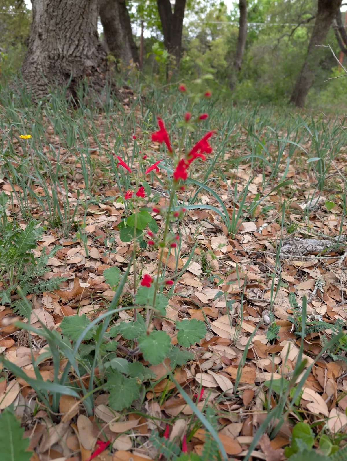 Cedar Sage (Salvia roemeriana)