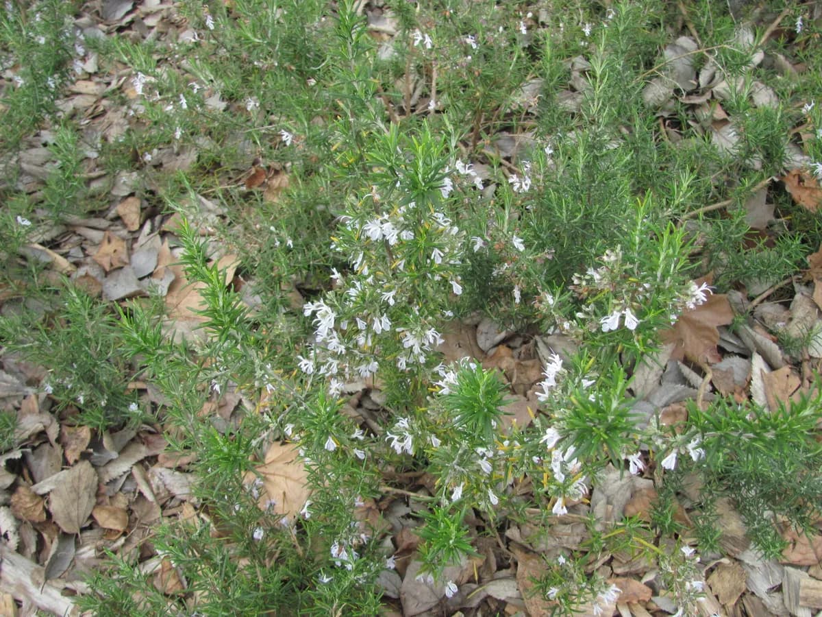Rosemary (Salvia rosmarinus)