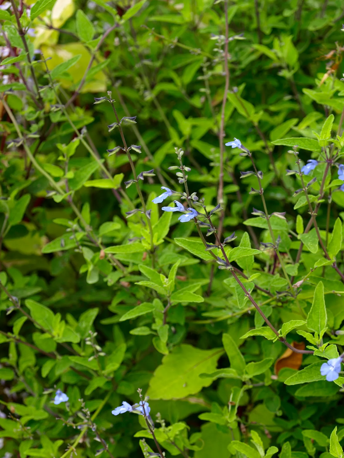 Littlewoman (Salvia serotina)