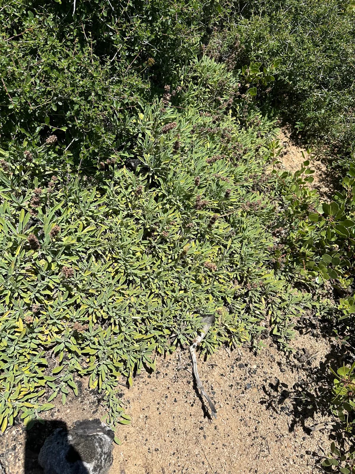 Creeping Sage (Salvia sonomensis)
