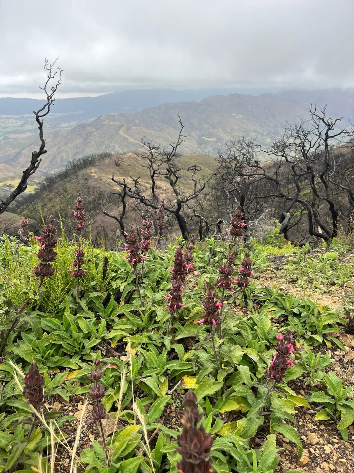 Hummingbird Sage (Salvia spathacea)