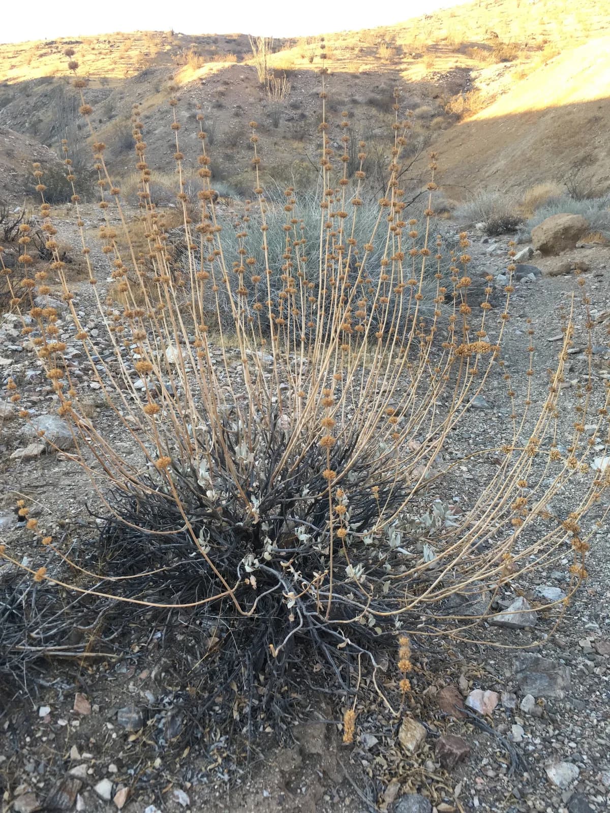 Scallopleaf sage (Salvia vaseyi)