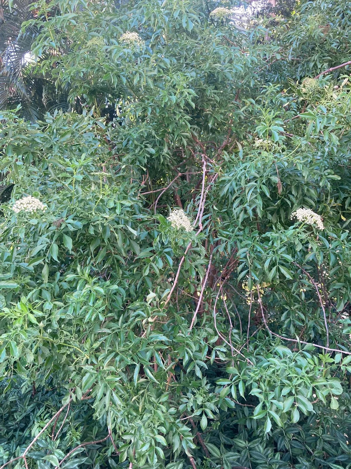 Canadian Elder (Sambucus canadensis)