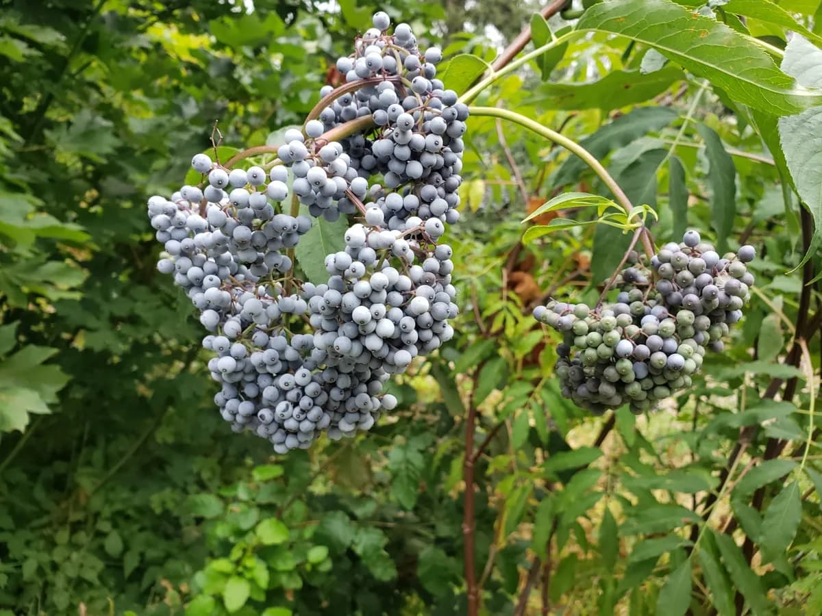 Sambucus cerulea