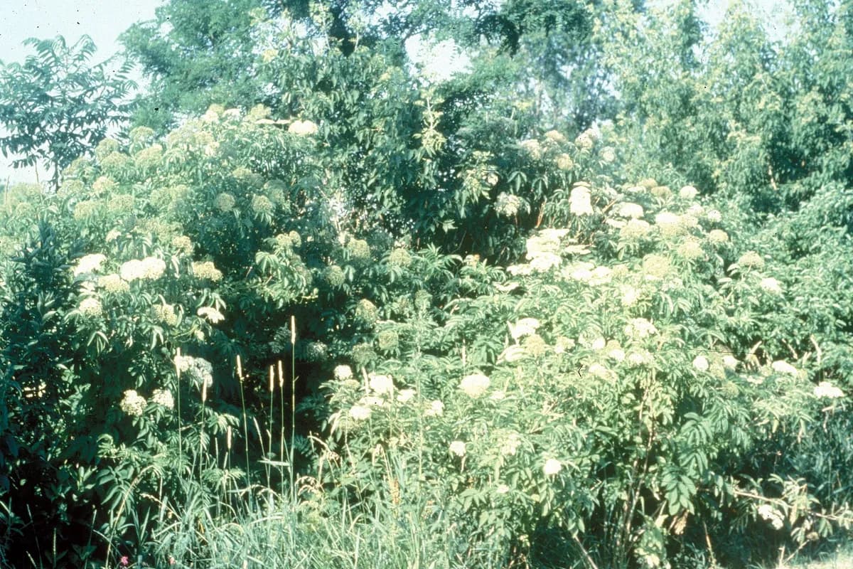 American elderberry (Sambucus nigra ssp. canadensis)