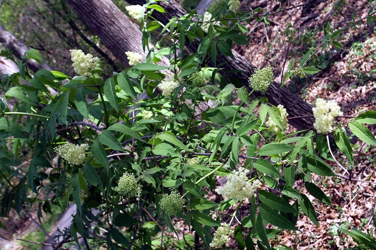 Red Elderberry (Sambucus pubens)