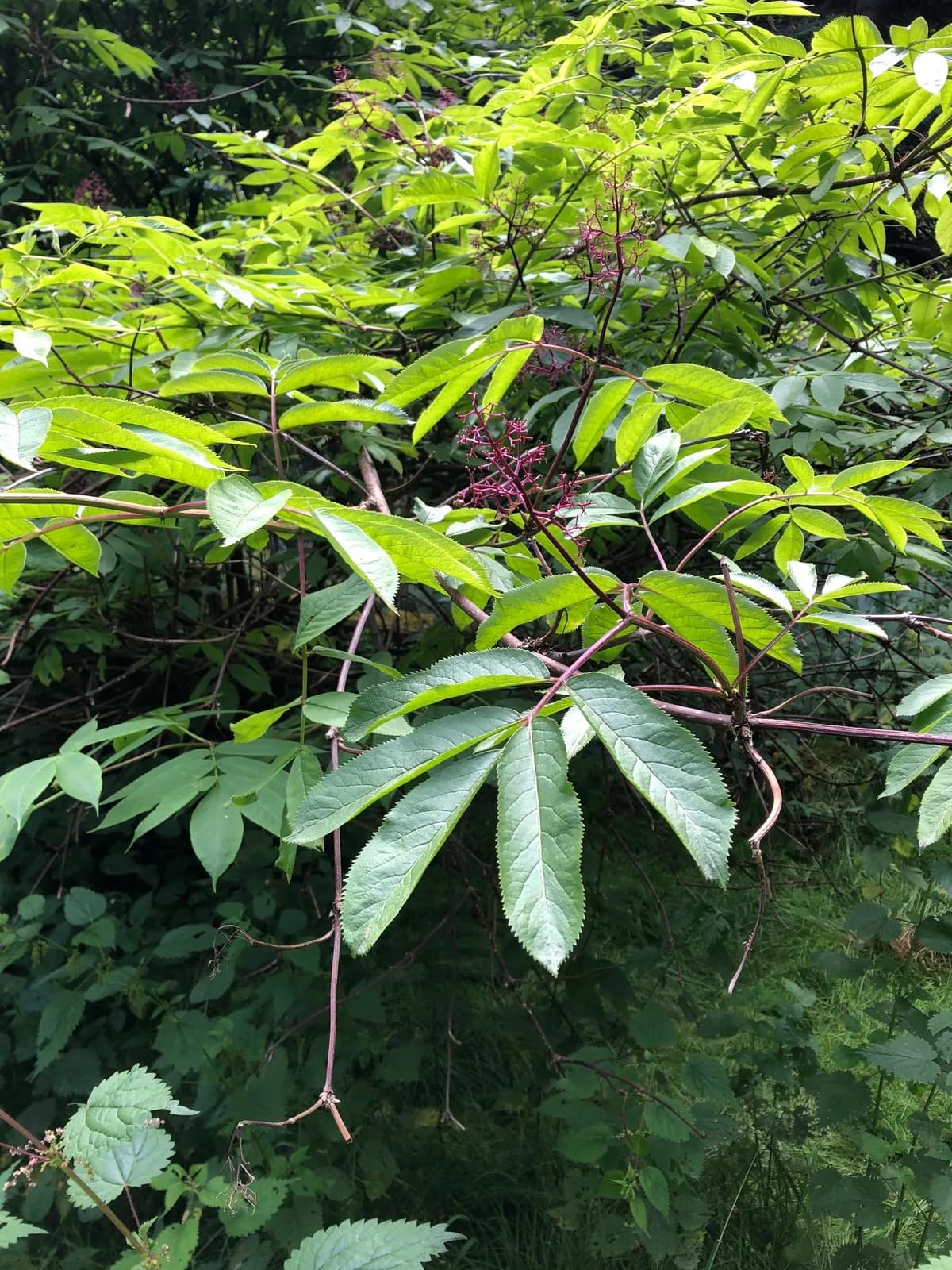 Red-berry elder (Sambucus racemosa)
