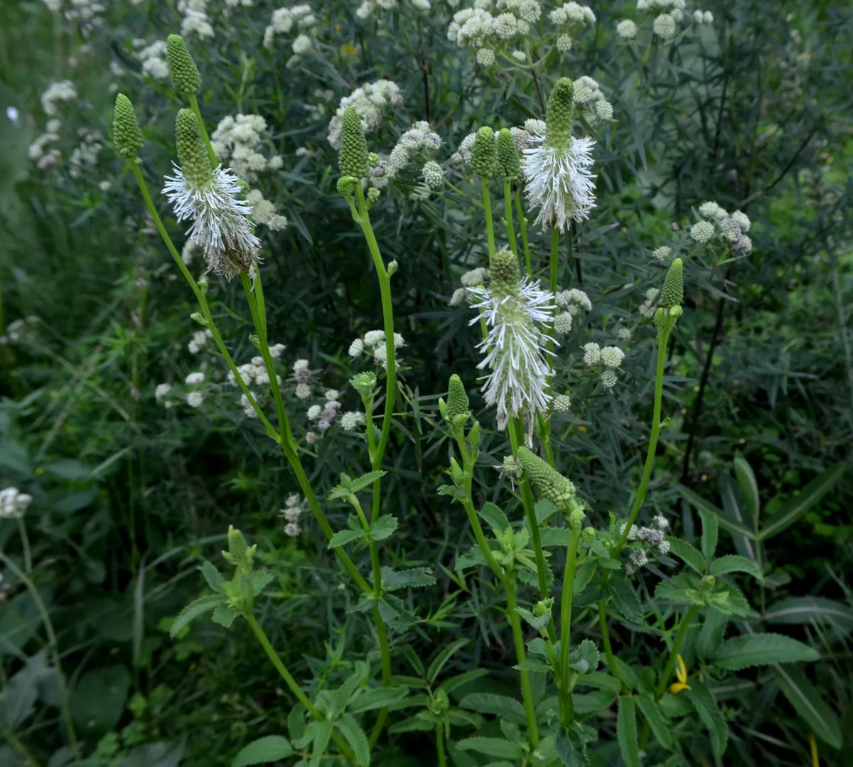 White Burnet (Sanguisorba canadensis)