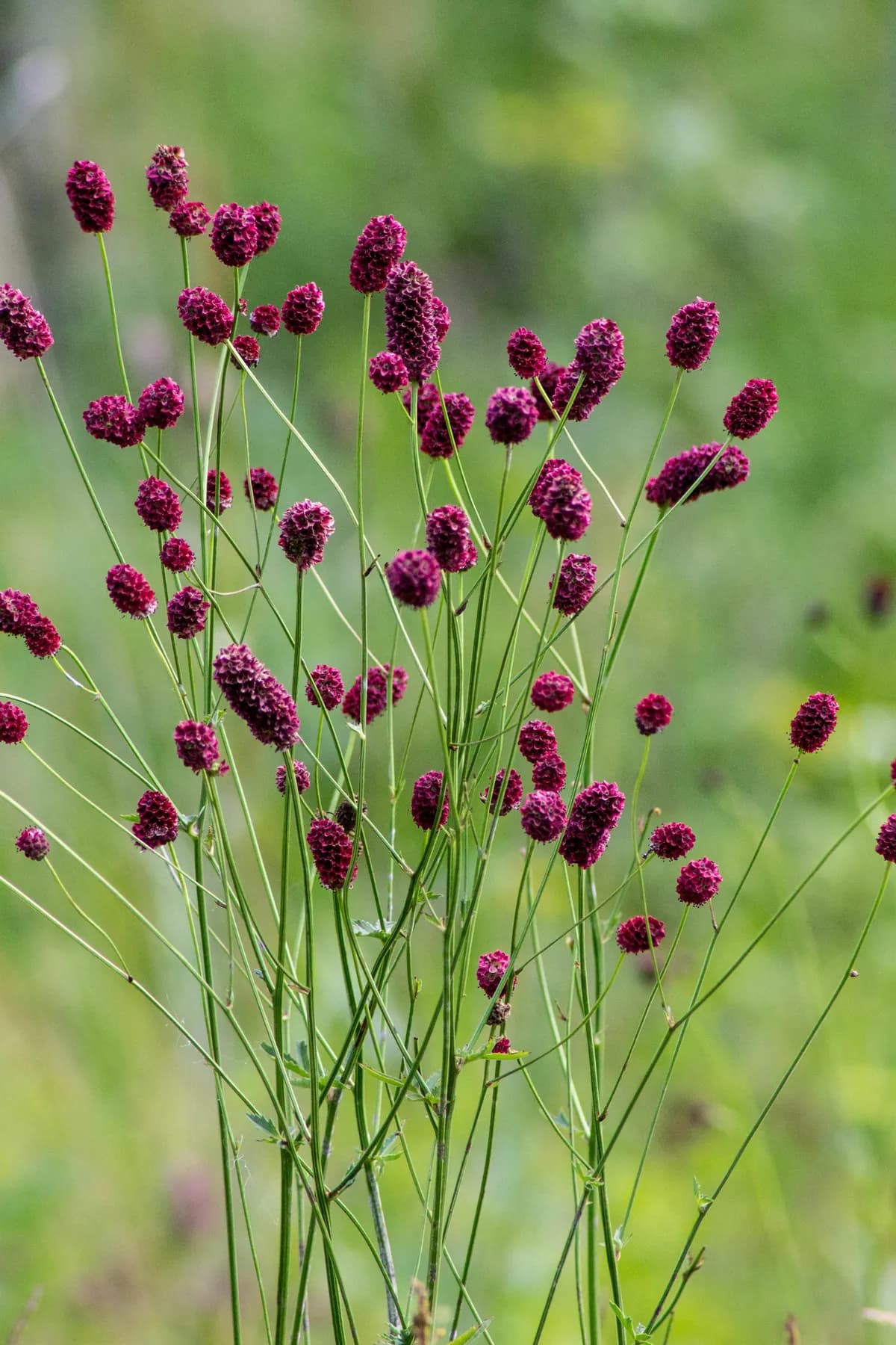 Burnet bloodwort (Sanguisorba officinalis)