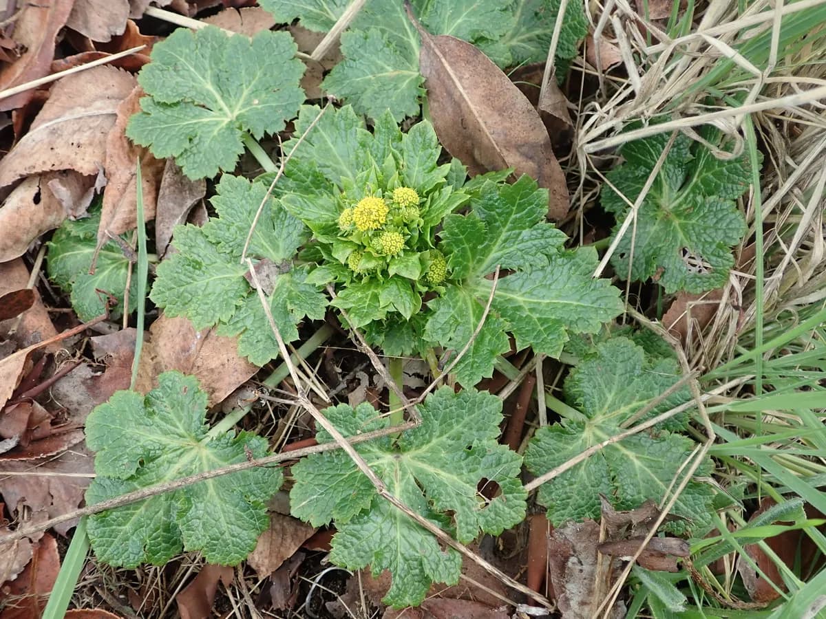 Western snakeroot (Sanicula crassicaulis)