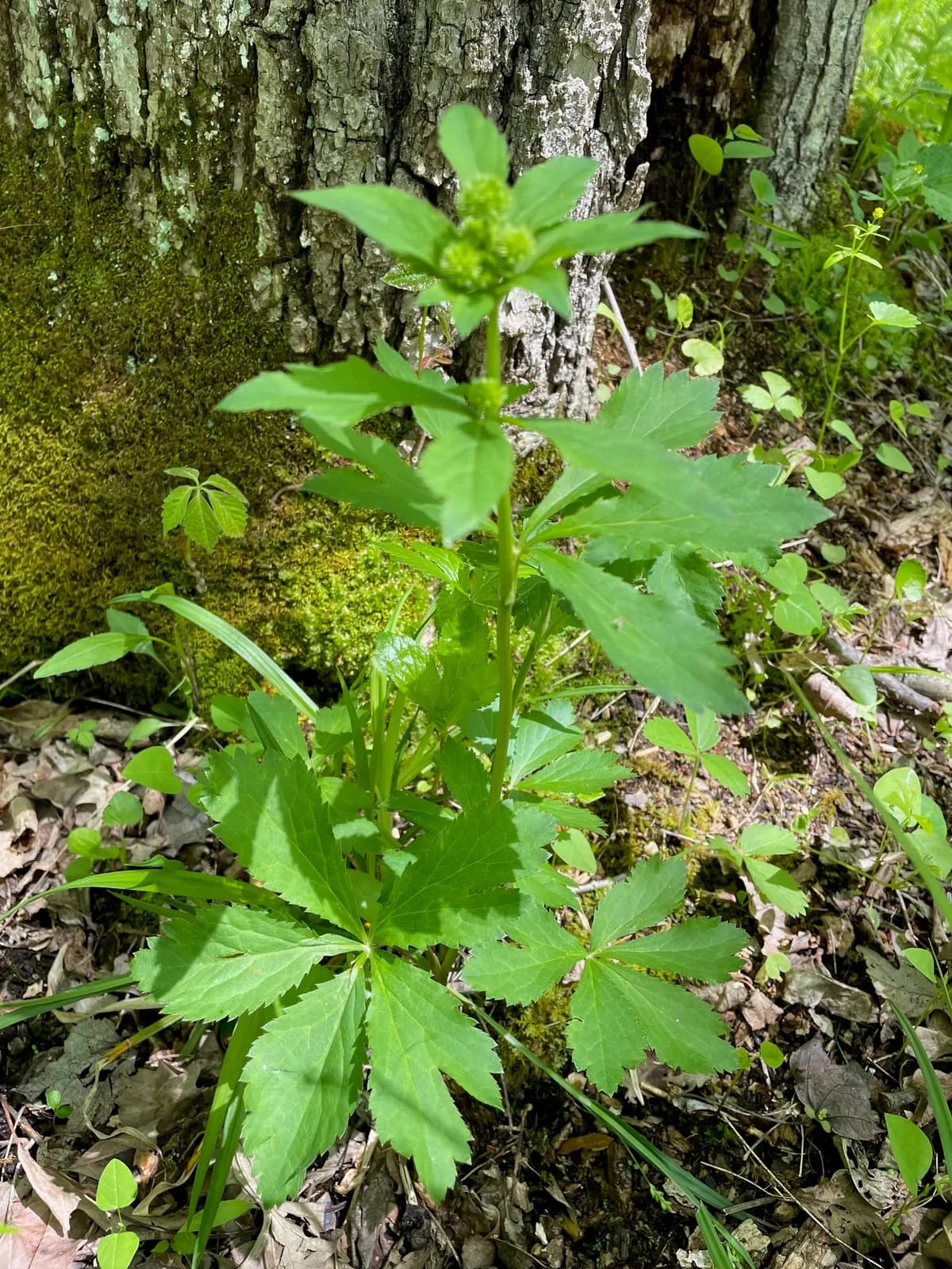 Black Snakeroot (Sanicula marilandica)