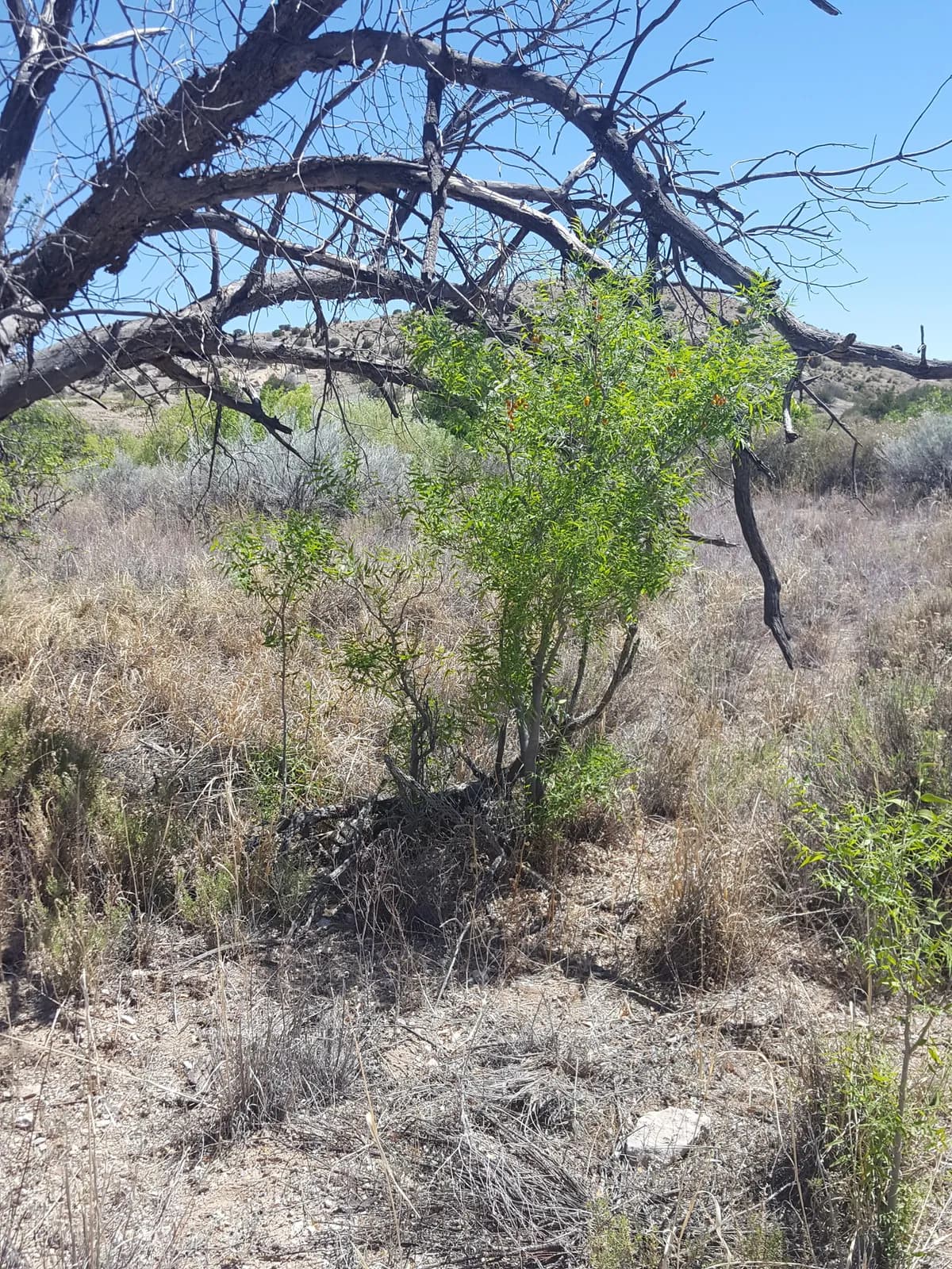 Western soapberry (Sapindus saponaria var. drummondii)