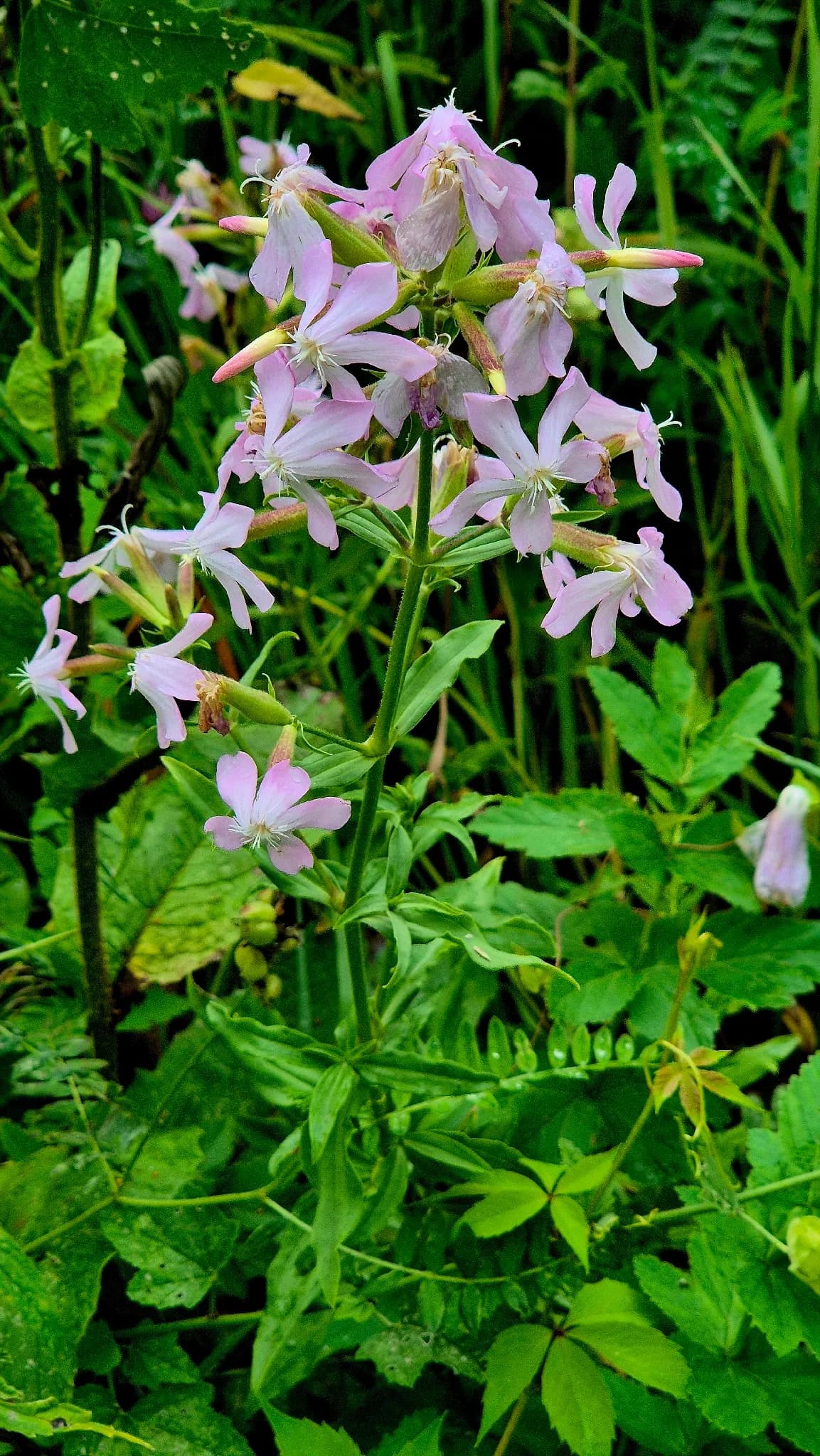 Bouncing-bet (Saponaria officinalis)