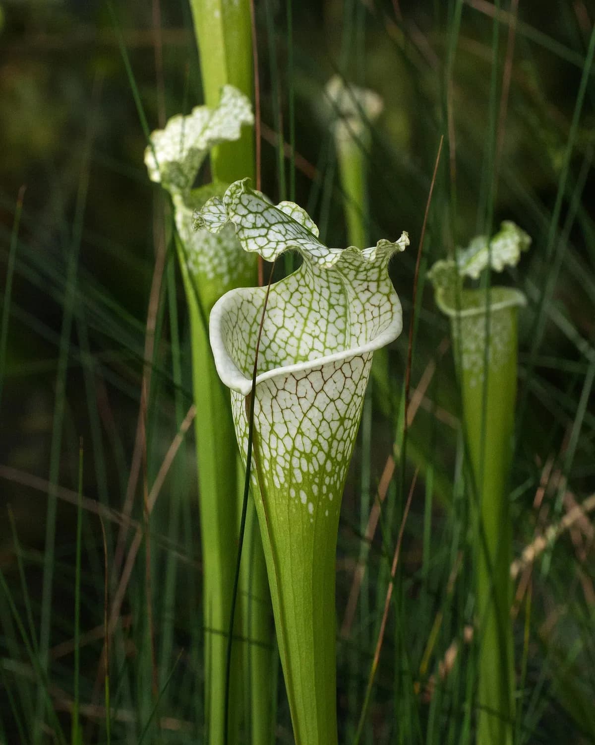 Purple trumpetleaf (Sarracenia leucophylla)