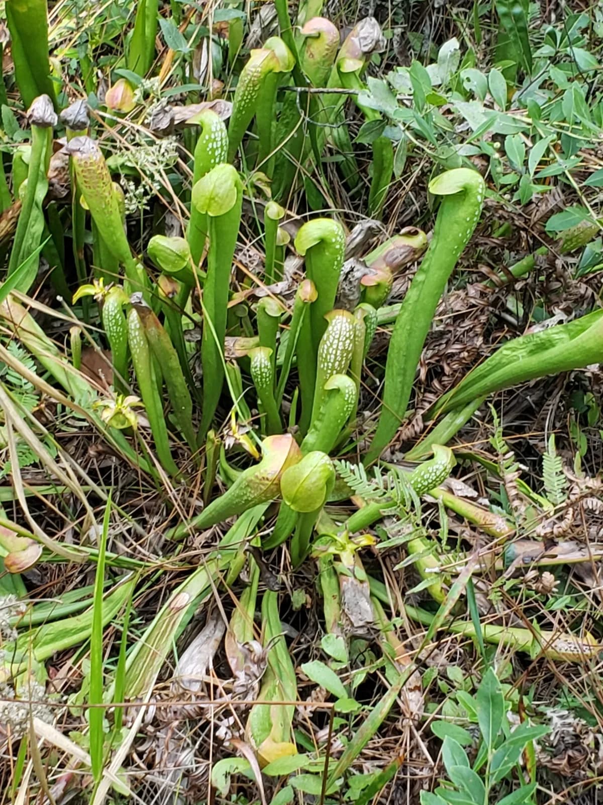 Rainhat-trumpet (Sarracenia minor)