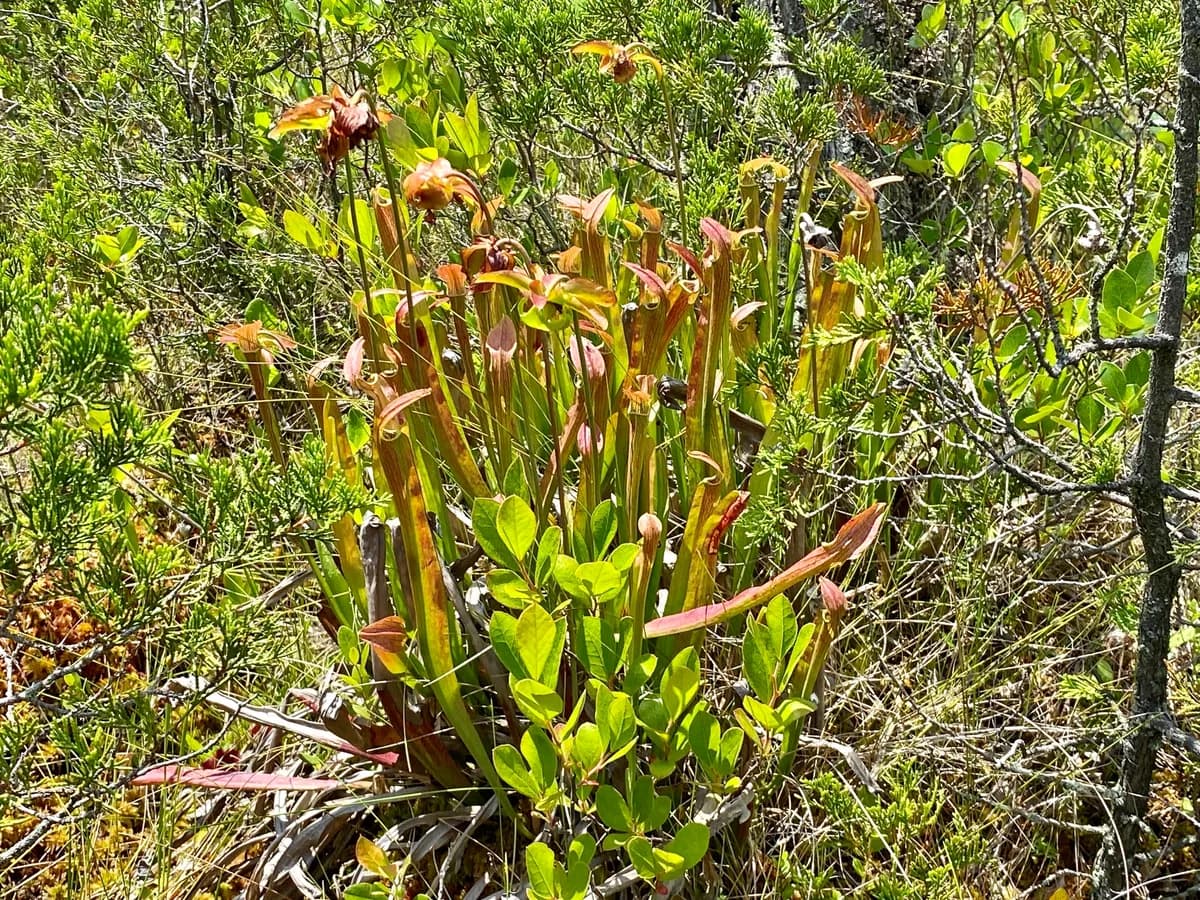Sweet pitcherplant (Sarracenia rubra)
