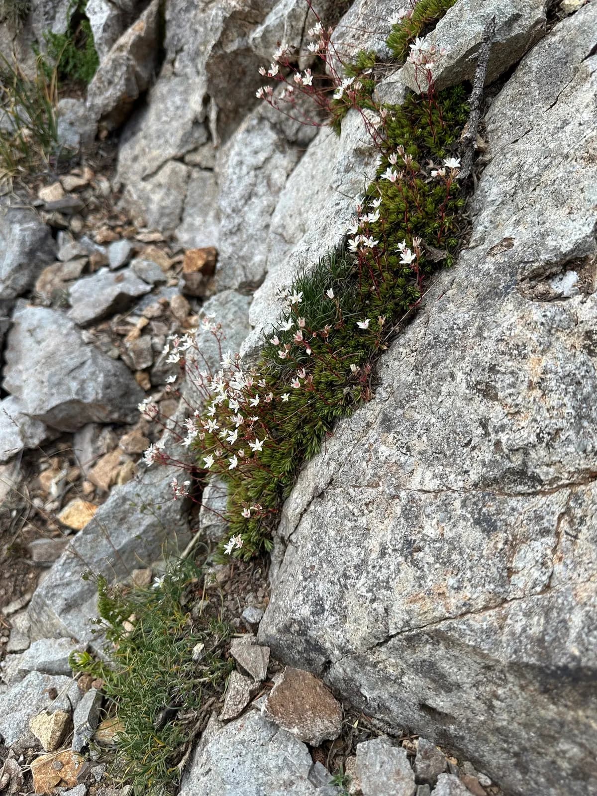 Matted Saxifrage (Saxifraga bronchialis)