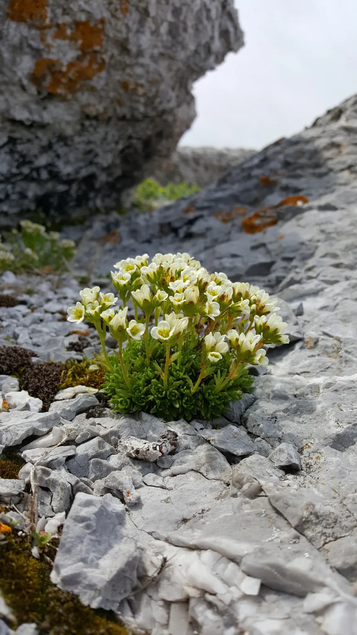 Tufted Alpine Saxifrage (Saxifraga cespitosa)