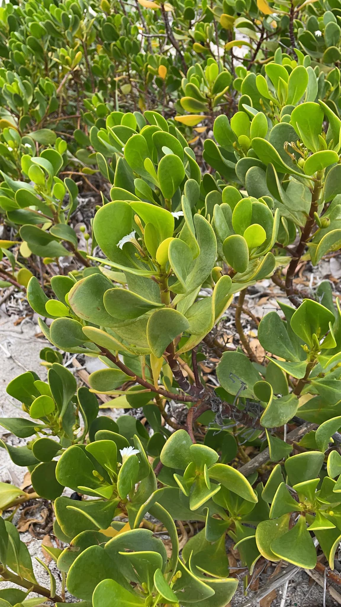 Gullfeed (Scaevola plumieri)